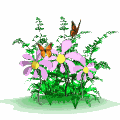Butterflies flowers wapday-com